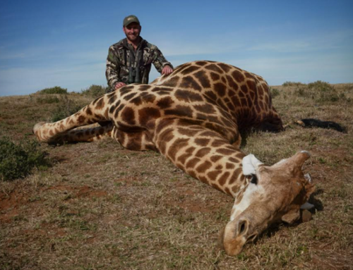 Episode 589: Bow Hunting The ‘Prince of the Plains’, The Truth About Giraffe Hunting, & A Couple Mouth Watering South African Venison Recipes