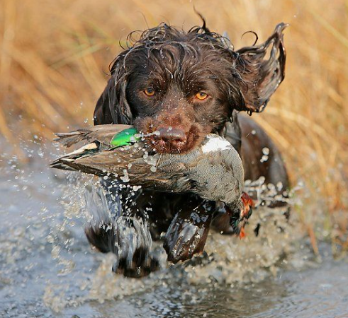 Episode 664: The Boykin Spaniel’s Place in the Duck Blind and One Western State Aims to Strip Citizens of Popular Hunting Firearms