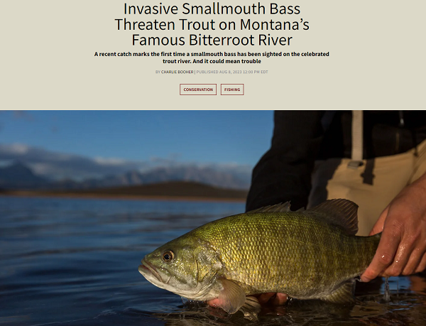 Episode 692: Catch and Kill – Invasive Smallmouth A Threat to Legendary Trout Fishery & Shark, Amberjack, Red Snapper Research in Gulf of Mexico