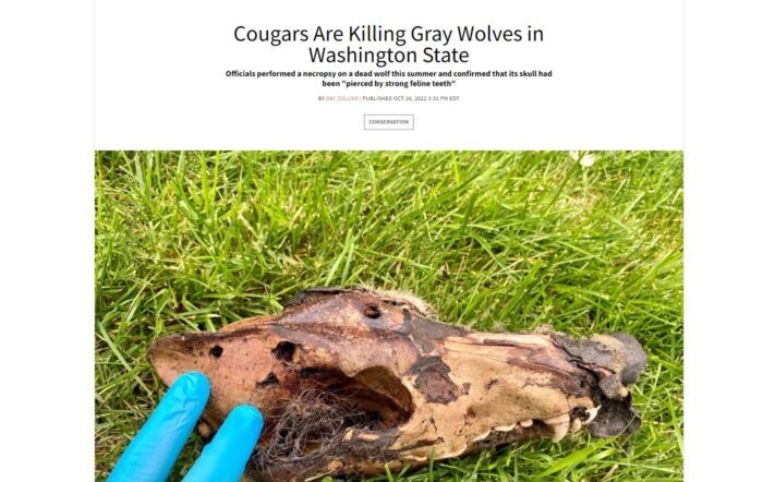 Episode 698: Cougars Killing Wolves, Deer Hunters Hammered For Bringing Back Parts of CWD Infected Bucks and Tips on Finding A Lease