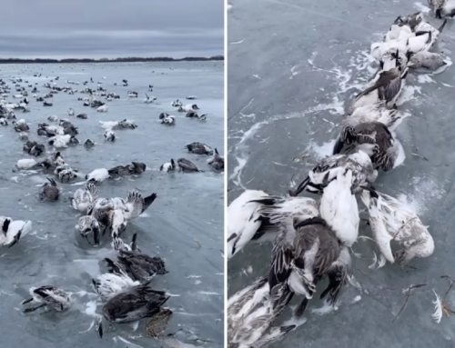 Episode 718: Snow Geese Dying By the Tens of Thousands