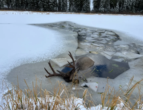 Episode 717: The Buck You’re Stalking Falls Through The Ice, What’s The Ethical Move Now?