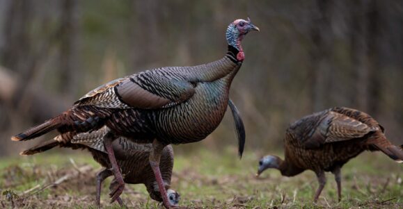 Episode 720: The One About Spring Turkeys