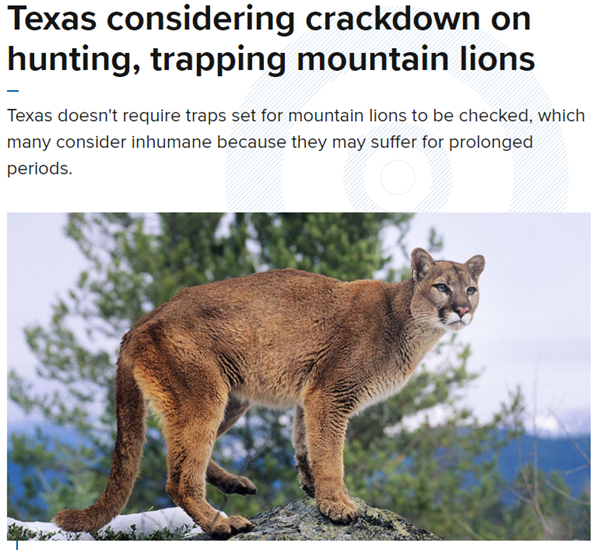 Campfire Conversations 53: Texas Parks and Wildlife Explains on Proposed Mountain Lion Regulation Changes