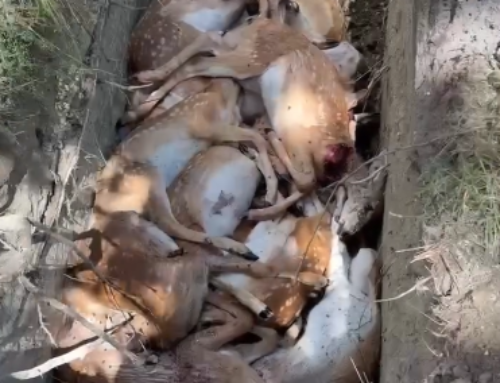 Episode 790: Minnesota Deer Breeders Forced to Euthanize Healthy Fawns at the Hands of Governor Tim Walz and His Woke Department of Natural Resources