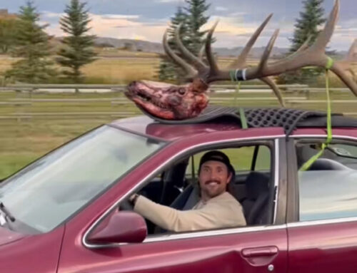 Episode 799: Big Bulls, Thieving Grizzlies and An Old Beater Sedan