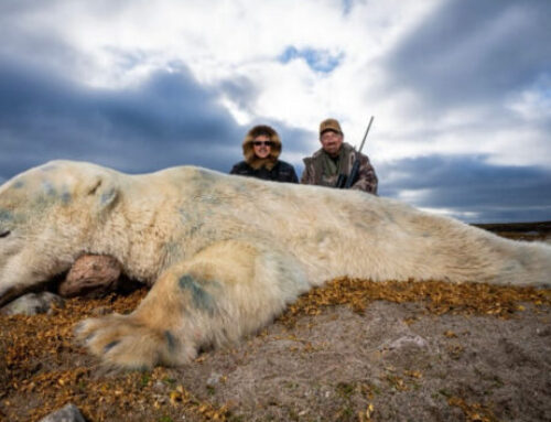 Episode 804: The Climate Change Mascot- Hunting Polar Bear & Rewriting the Narrative