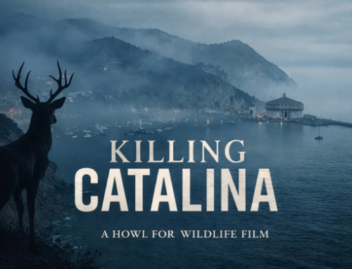 Episode 815: Killing Catalina