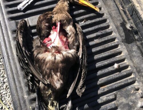 Episode 826: Did You Really Cook a Cormorant? Wild Game Hits and Misses w/ The Hunter Chef