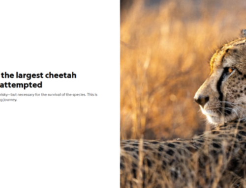 Episode 836: The Most Stressful 53 Hours in Big Cat Conservation