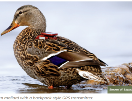 Episode 837: The Science of Disturbance – How Hunting Pressure Impacts Waterfowl Movement