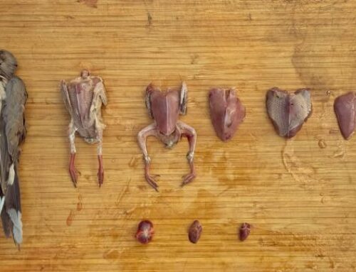 Episode 843: No Fan of ICE (Stop Bleeding Your Meat w/ From Field To Plate)