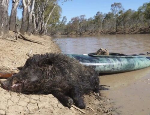 Episode 849: Pig Hunting from A Kayak – Tales from the Land Down Under